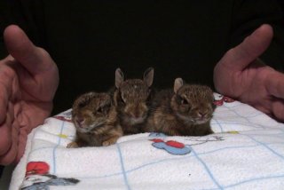 Baby bunnies