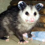 Another happy animal at Sara's Sanctuary