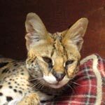 Another happy animal at Sara's Sanctuary