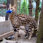 Another happy animal at Sara's Sanctuary