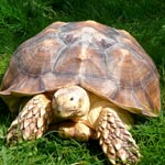 Another happy animal at Sara's Sanctuary