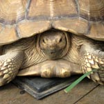 Another happy animal at Sara's Sanctuary