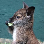 Another happy animal at Sara's Sanctuary