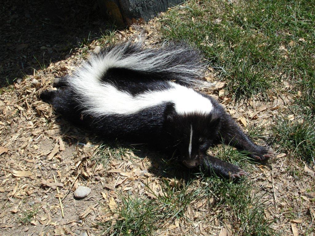 Another happy animal at Sara's Sanctuary