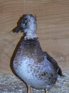 Milly the Mallard