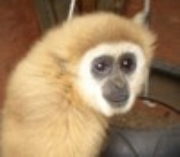 Maynard the Gibbon