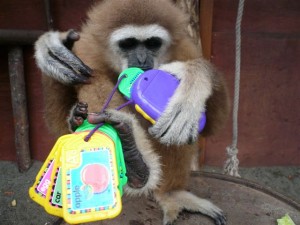 Maynard loves his toys!